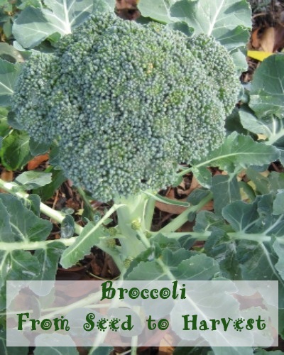 How to Grow Broccoli 