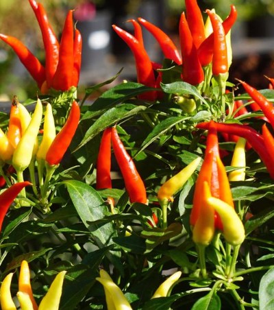 How To Grow Chili Peppers 