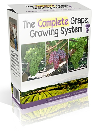 Grow your own grapes