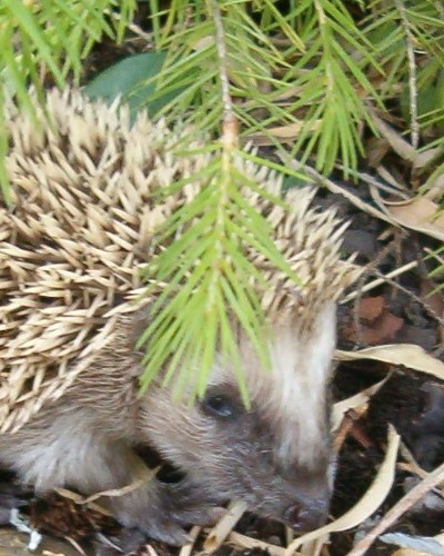 How to Create a Hedgehog-Friendly Garden 