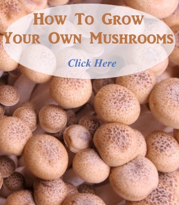 Mushroom Growing - Learn how to grow your own mushrooms