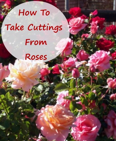 How to Take Cuttings From Roses 