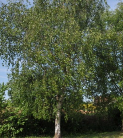 Silver Birch Tree History and Facts 