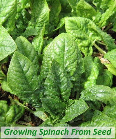 How to Grow Spinach 