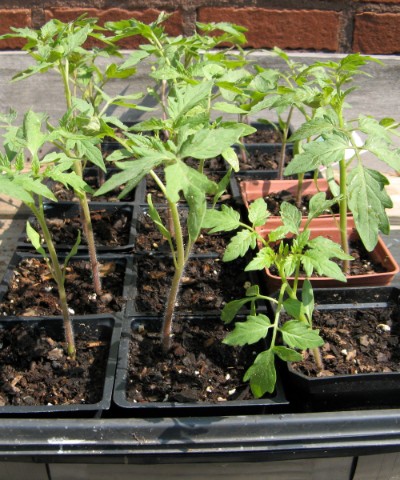 How Water Impacts the Growth of Tomatoes 